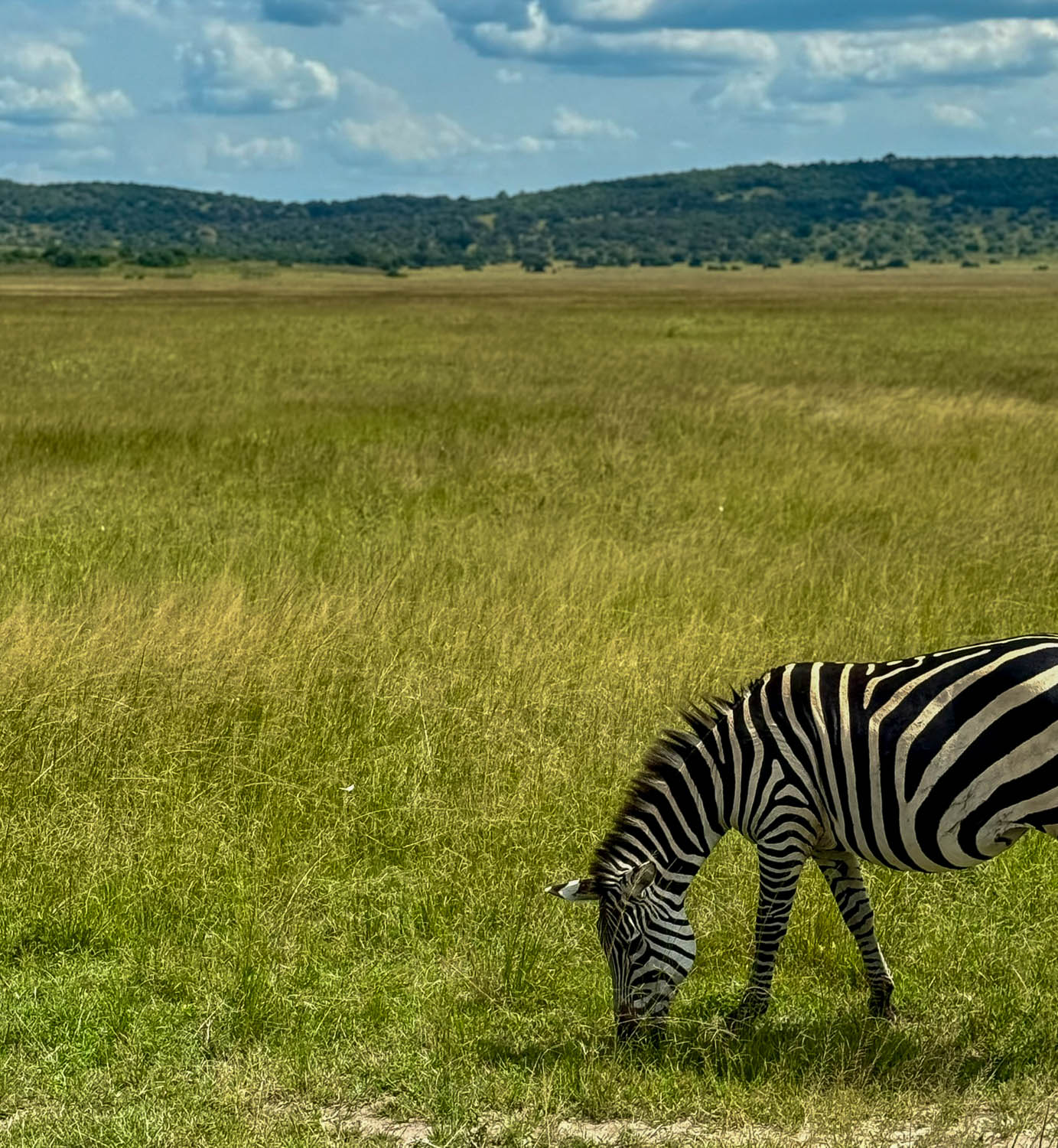 Savannah landscape in Akagera National Park Rwanda known for safari wildlife and Big Five sightings