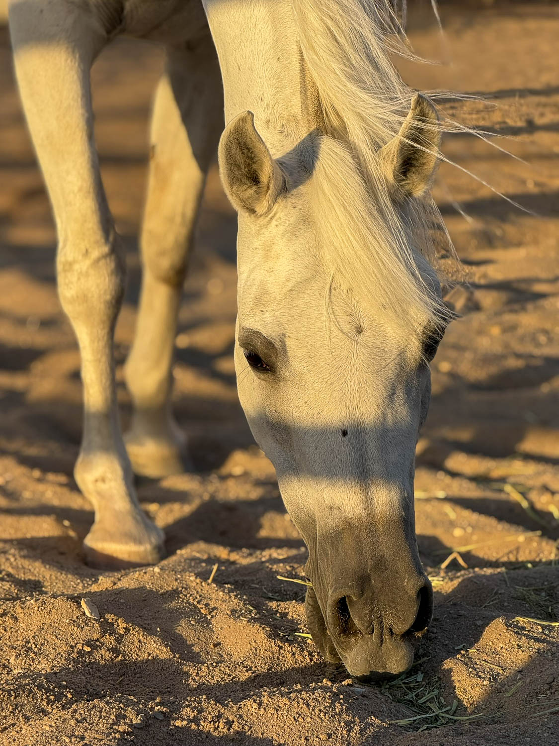 Arabian horse at Souq Waqif International Horse Show in Doha Qatar during annual festival