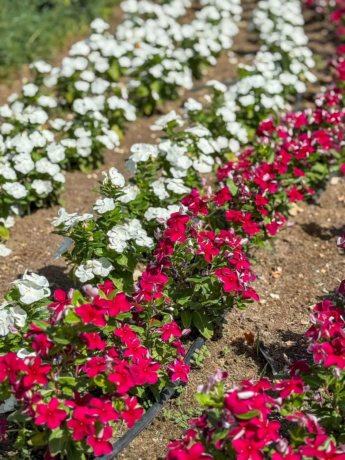 Colorful flowers blooming in Doha gardens during seasonal festivals near Souq Waqif Qatar