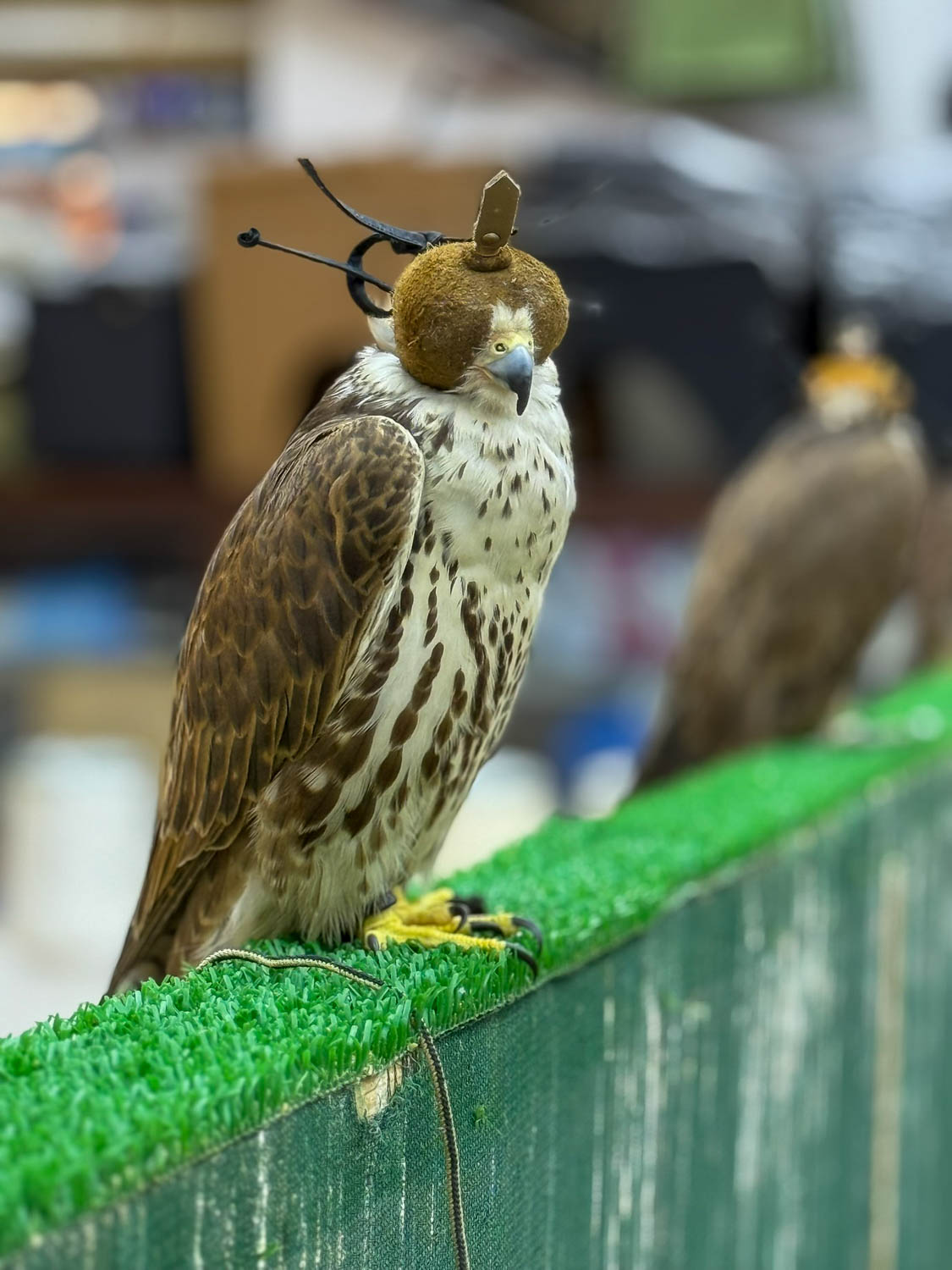 Falcon Souq in Doha Qatar showcasing falcons and traditional Qatari culture within Souq Waqif