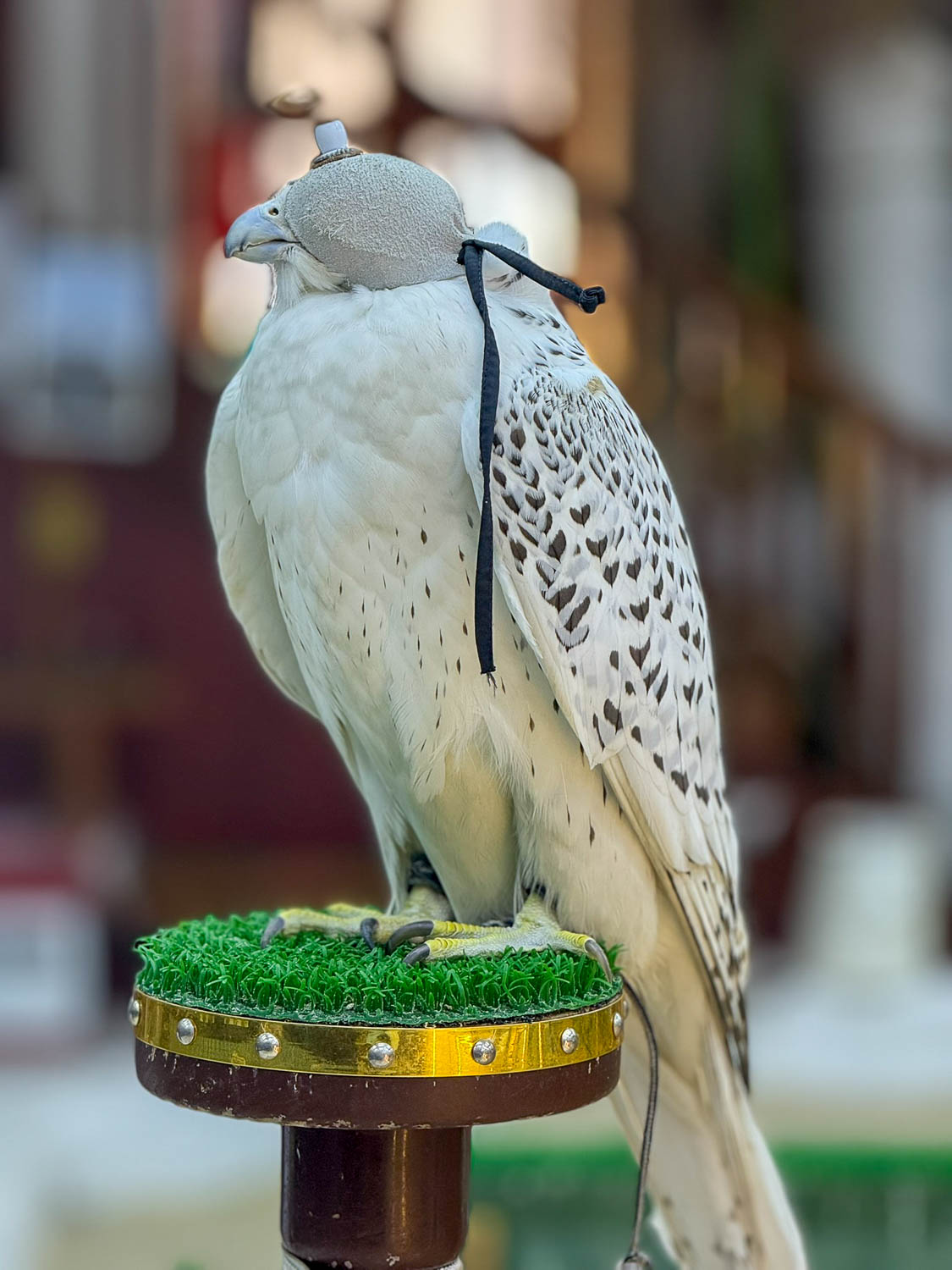 Hooded falcons at Falcon Souq in Souq Waqif Doha Qatar reflecting falconry traditions