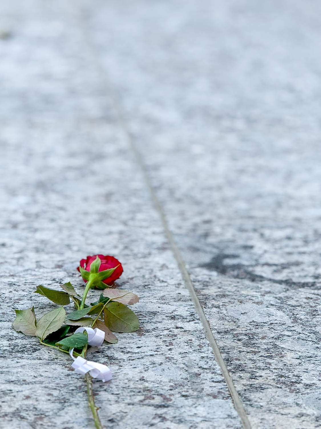 Single rose placed on a grave at Kigali Genocide Memorial symbolizing remembrance and loss