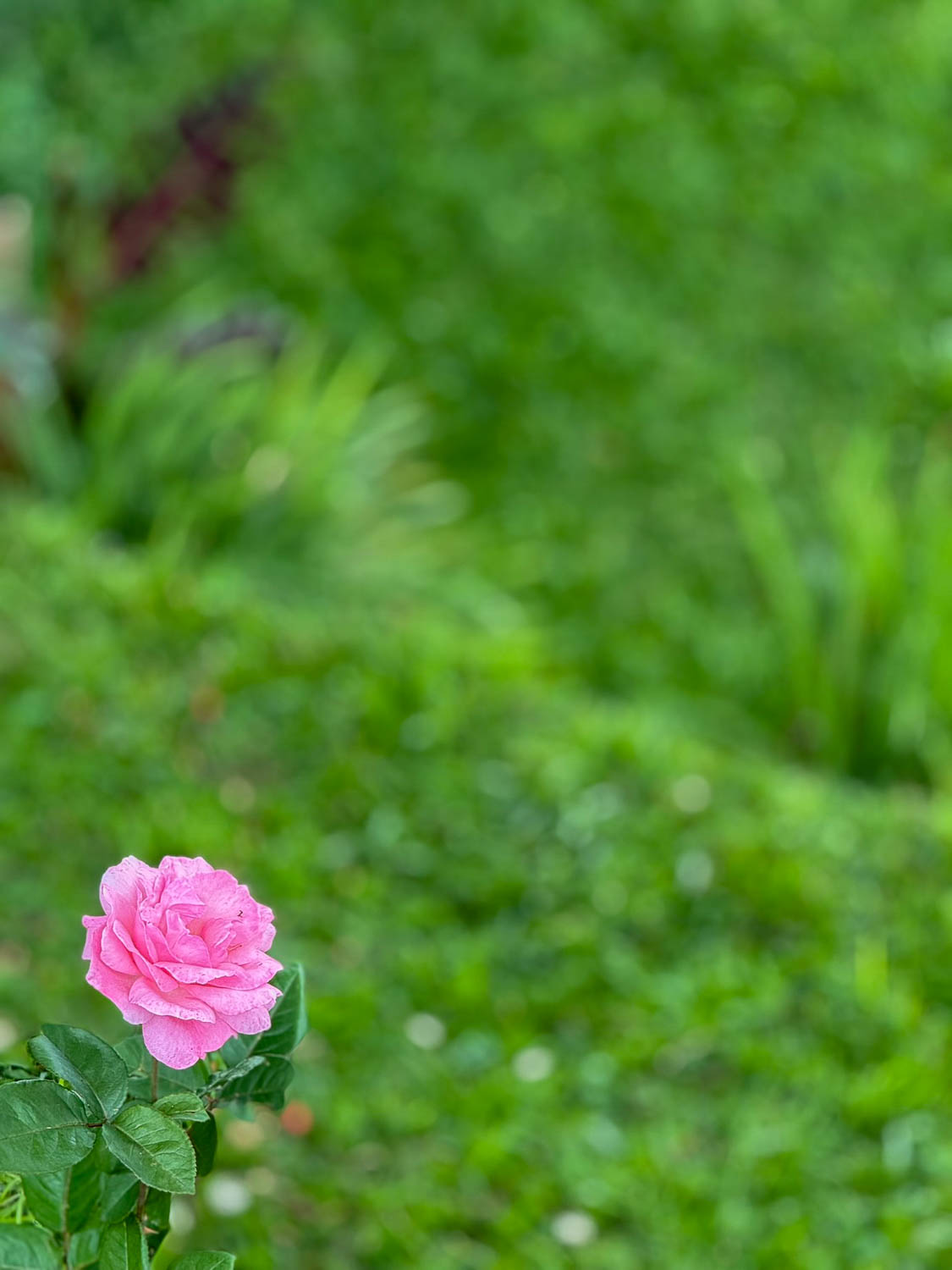 Lush gardens at Kings Palace Museum in Nyanza Rwanda showcasing royal history and culture
