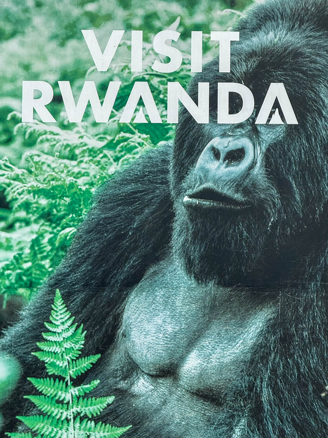 Endangered mountain gorillas in Volcanoes National Park Rwanda a top wildlife experience in Africa