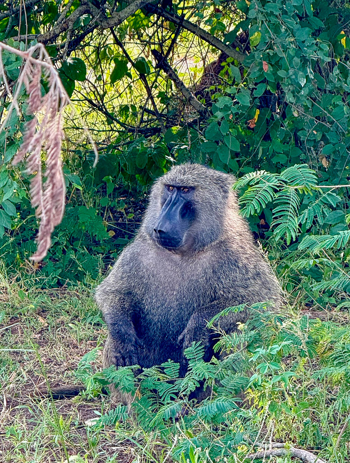 Olive baboon in Nyungwe Forest National Park Rwanda a biodiversity hotspot for primates