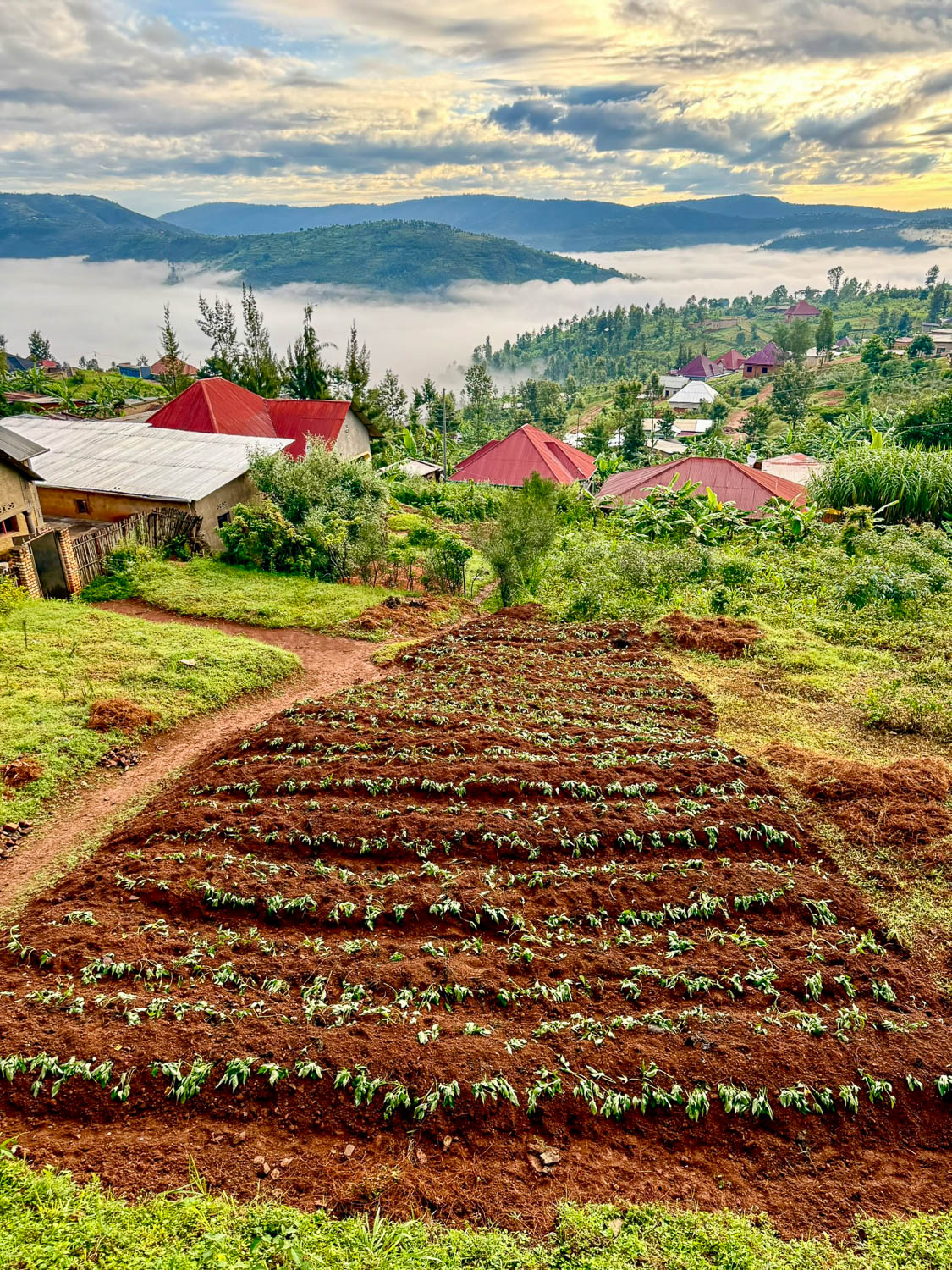 Rolling green hills in Rwanda near Shyorongi showcasing the country’s natural beauty and landscapes