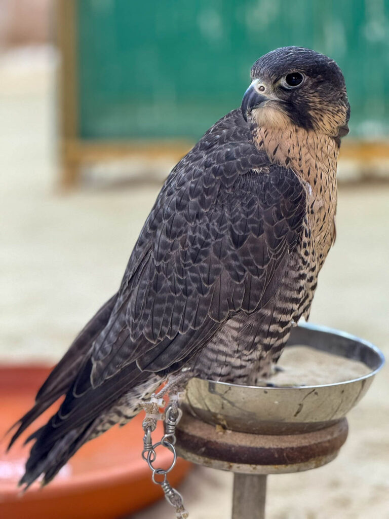 Falcon at Falcon Souq in Souq Waqif Doha Qatar showcasing traditional Qatari falconry heritage
