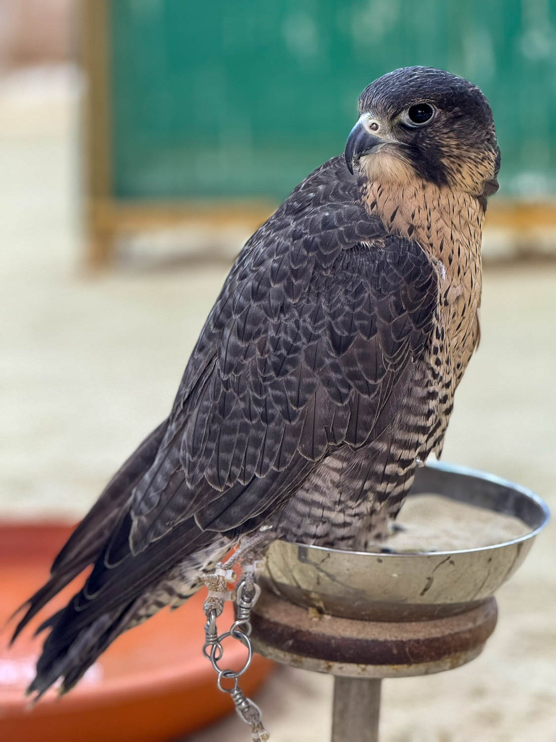 Falcon at Falcon Souq in Souq Waqif Doha Qatar showcasing traditional Qatari falconry heritage