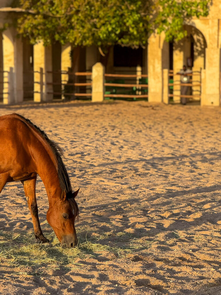 Arabian horse near Souq Waqif in Doha Qatar during cultural festivals showcasing traditional equestrian heritage