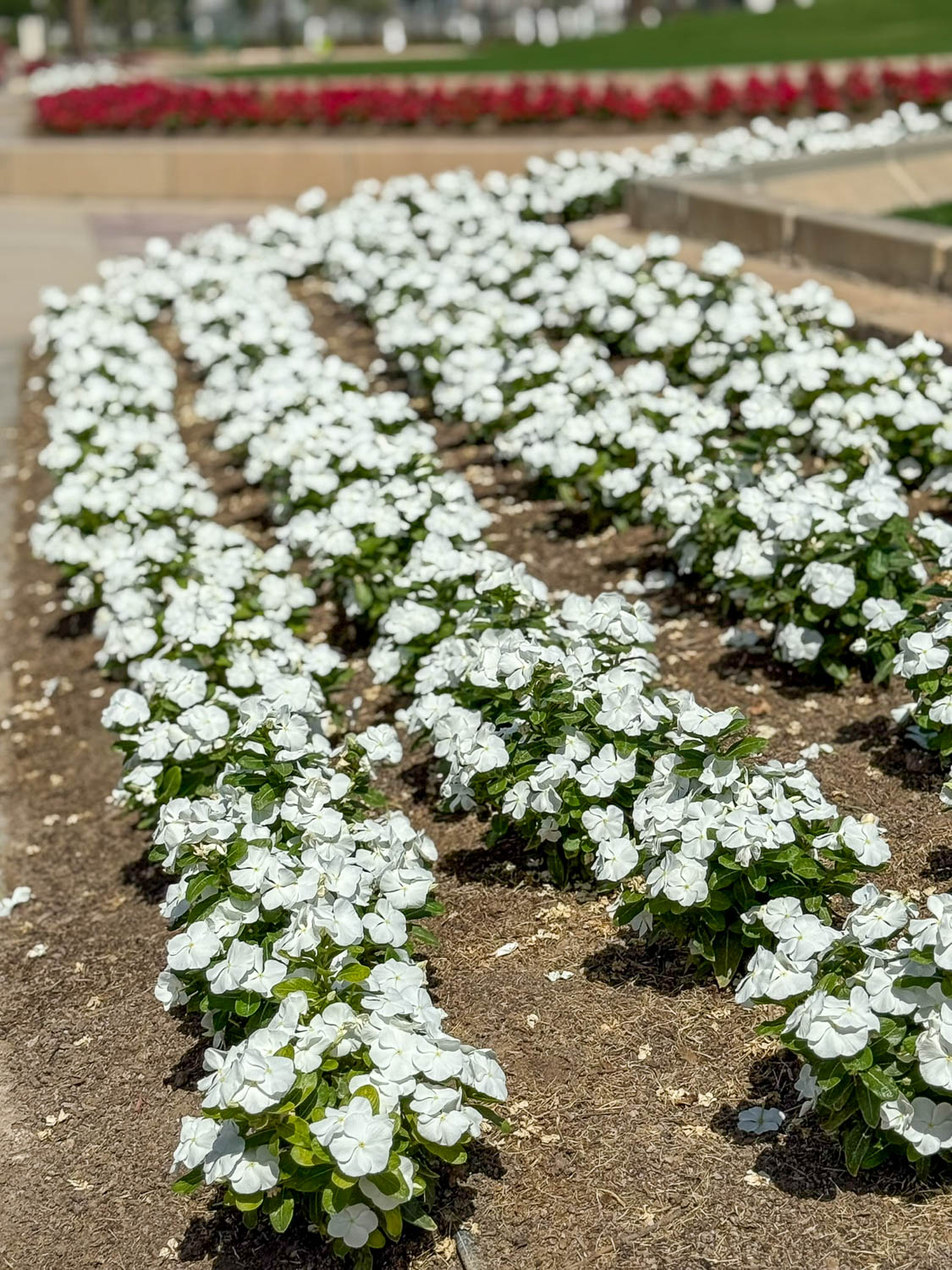 Flower exhibition at Souq Waqif in Doha Qatar featuring vibrant plants and desert gardening displays