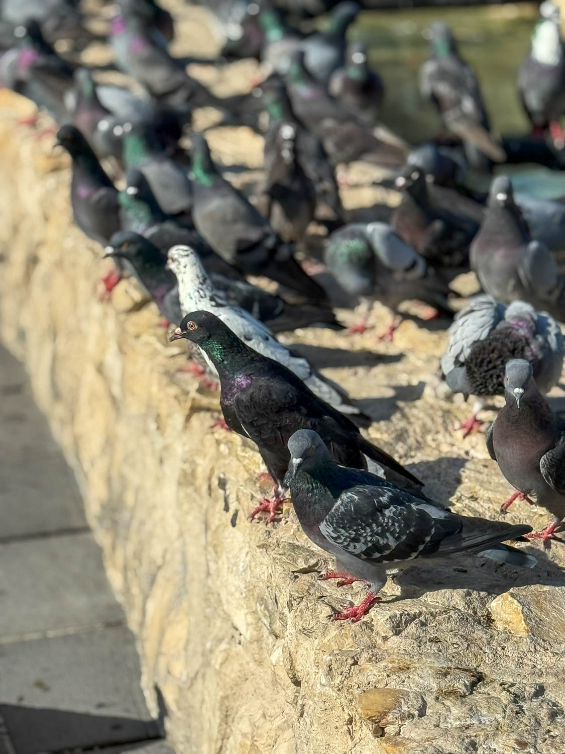 Pigeons gathering at the Old Well in Souq Waqif Doha Qatar popular family spot