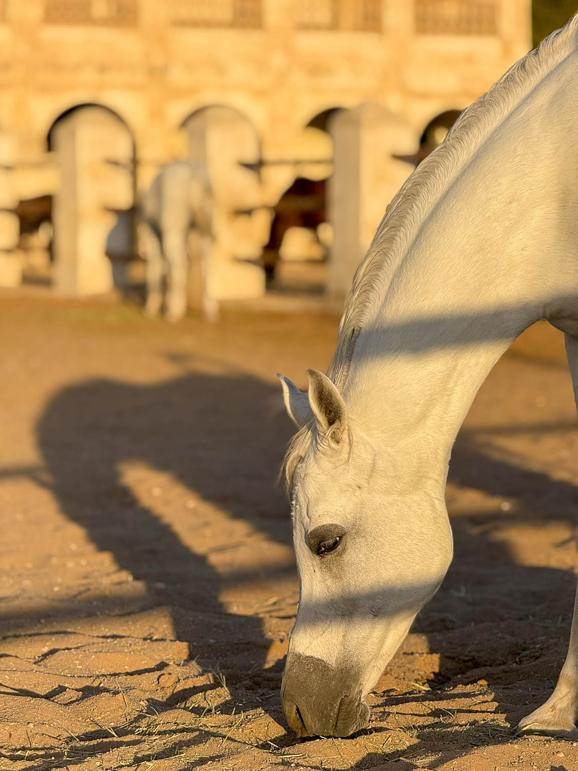 Horse near the Doha Corniche waterfront promenade in Doha Qatar