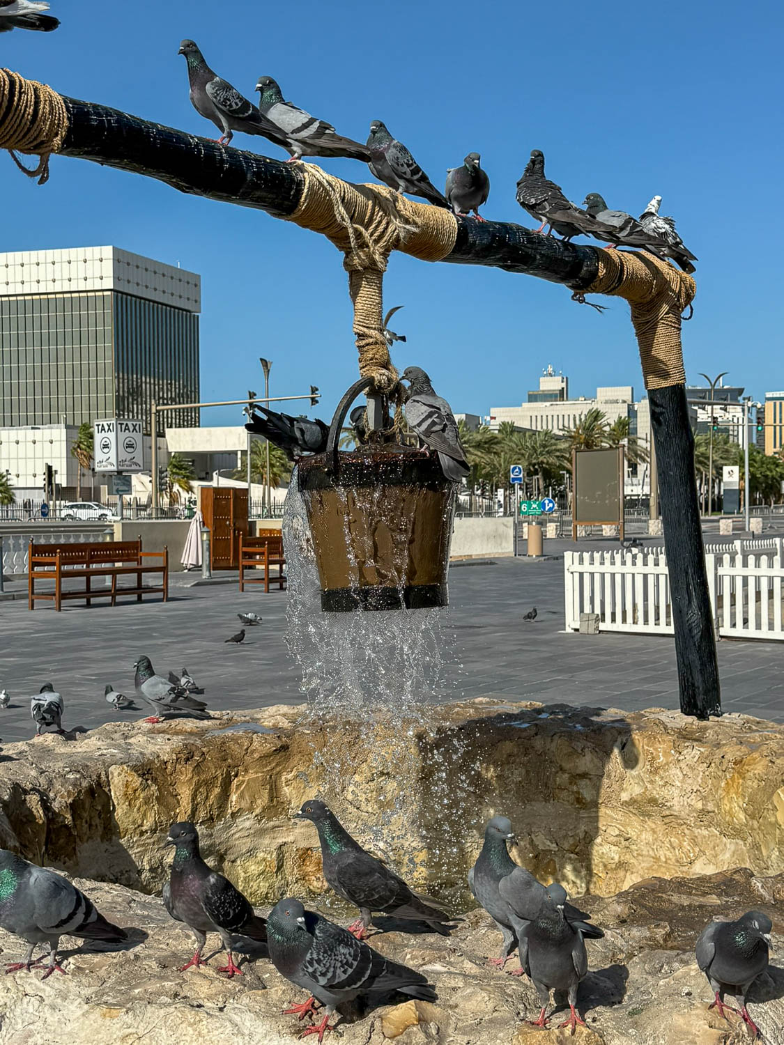 Pigeons gathering near the Doha Corniche waterfront in Doha Qatar