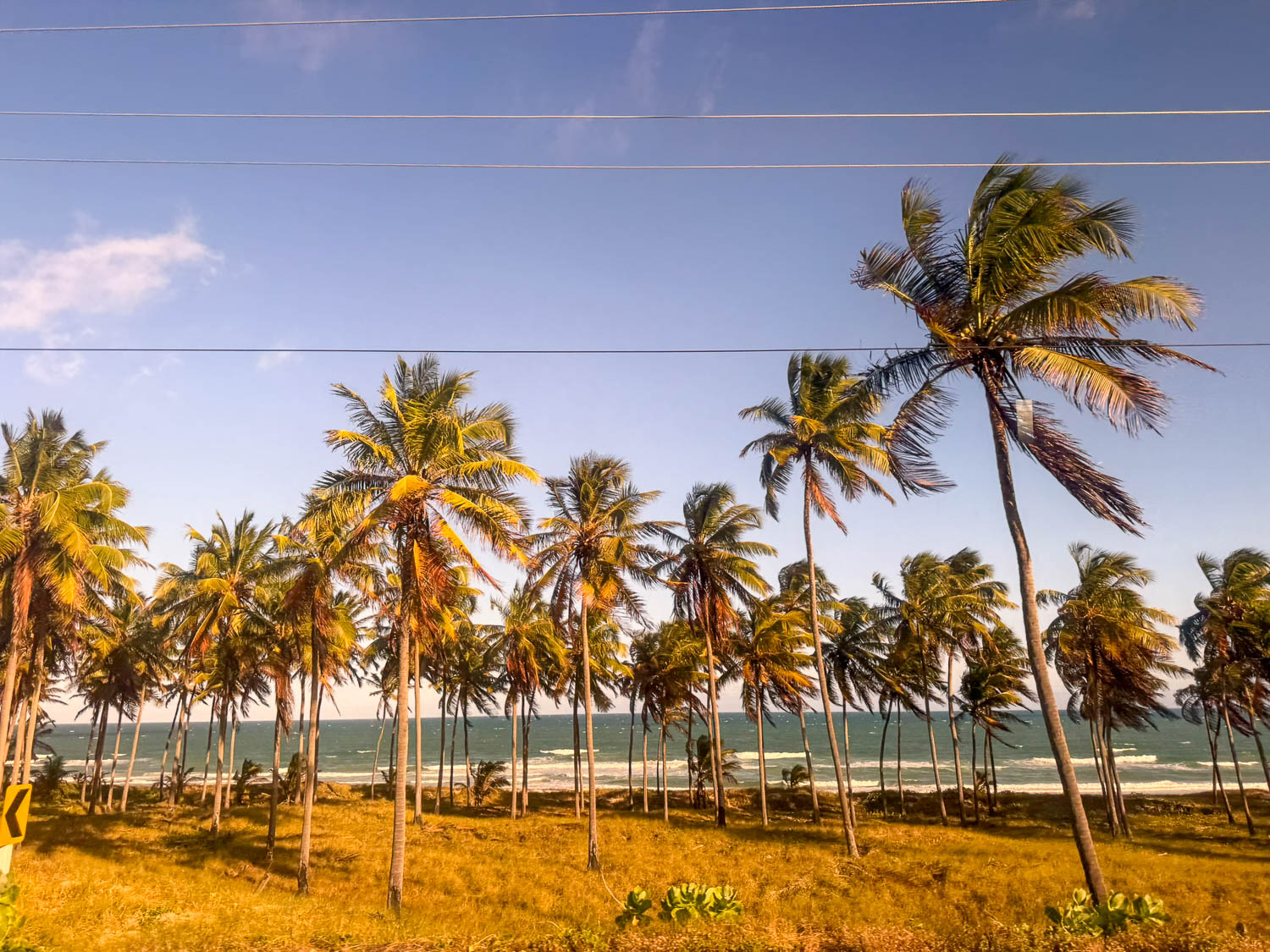 Palm-lined coastline near Maceio Historic Center in Alagoas Brazil