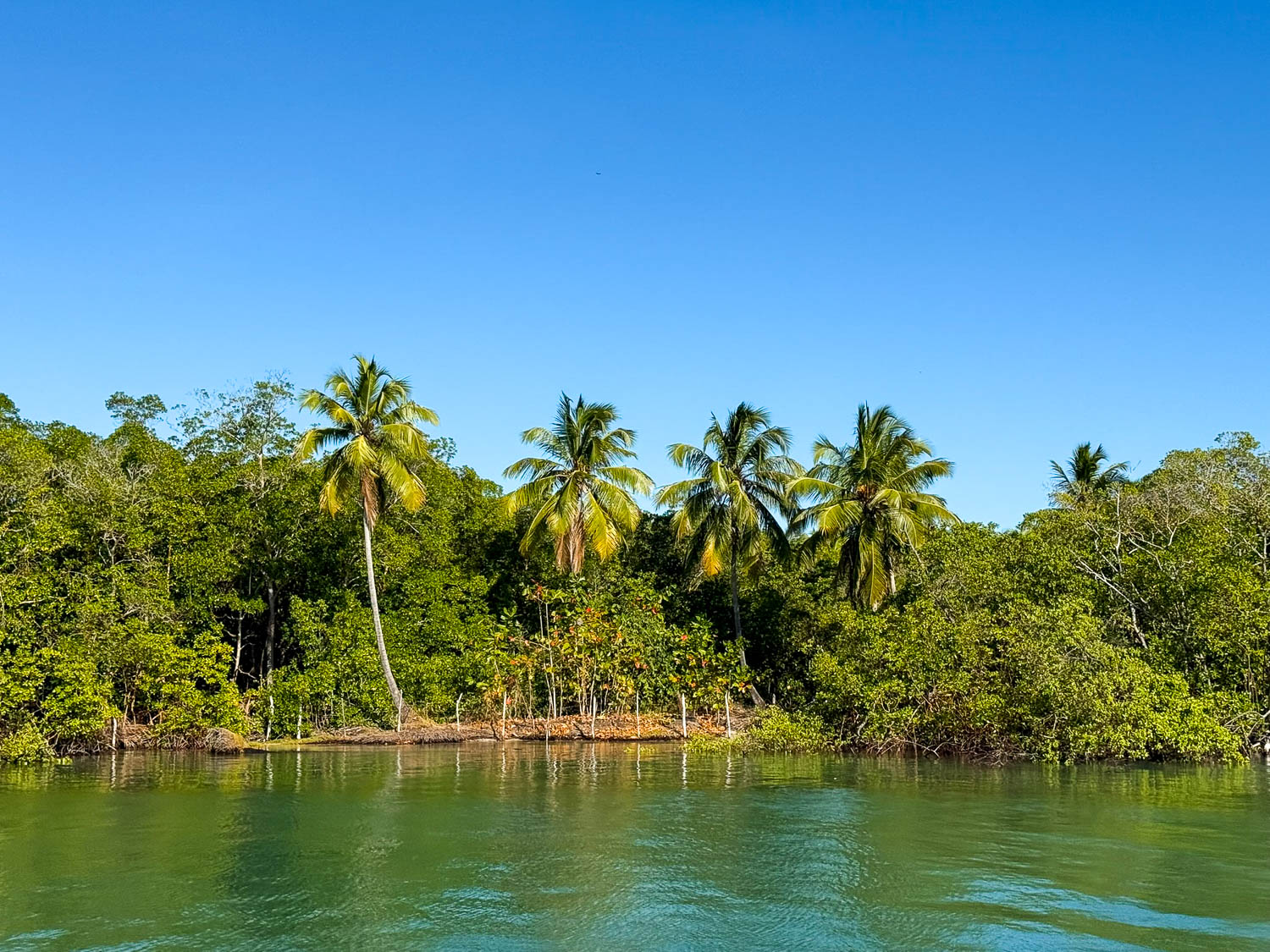 Coastal scenery beyond the beaches of Maceió Brazil showcasing the region's diverse landscape