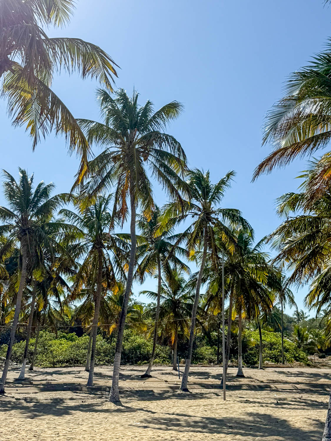 Coconut palms lining the Coral Coast at Paripueira near Maceio